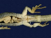 Hsuehshan grass lizard Collection Image, Figure 3, Total 8 Figures